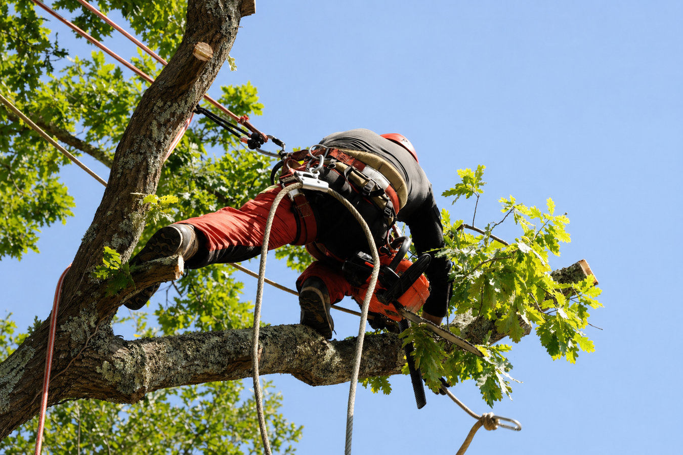 Commercial tree service
