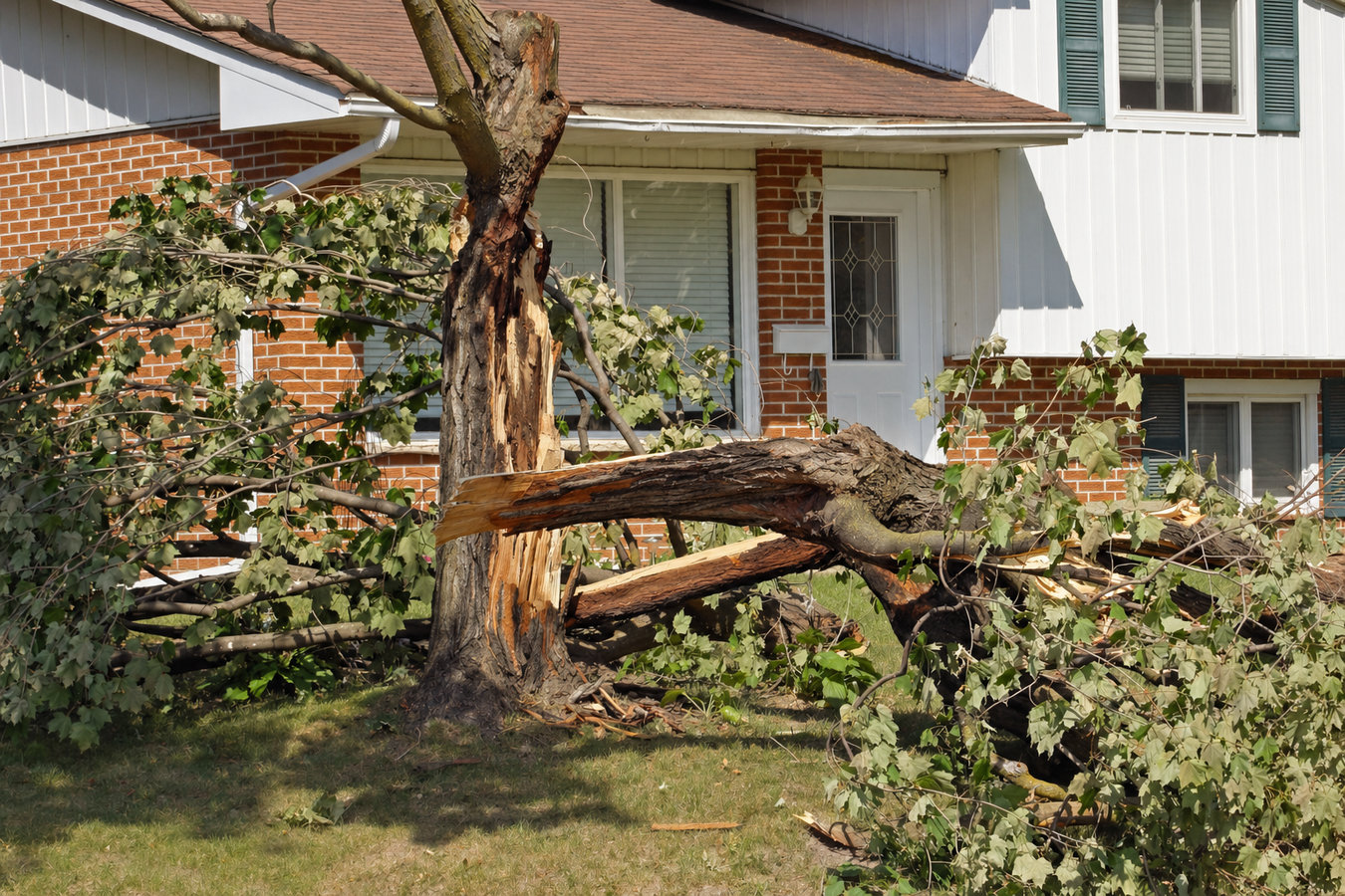 Emergency tree service