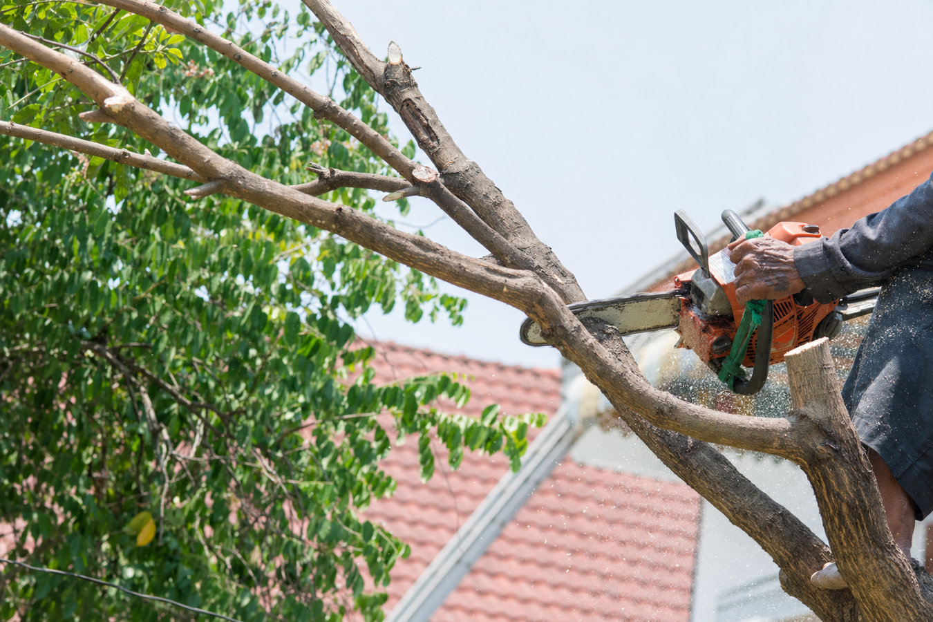 Tree trimming